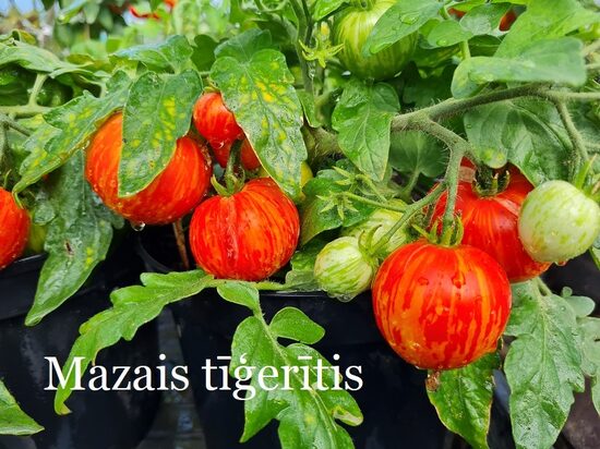 Mazais tīģerītis (tomāta stāds podiņā)